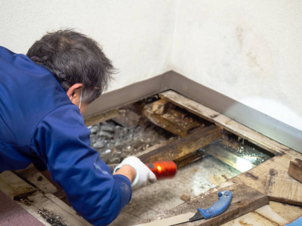 Tyro, NC Mold Removal Company
