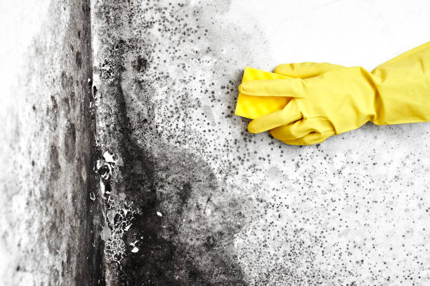 Best Attic Mold Removal  in Tyro, NC