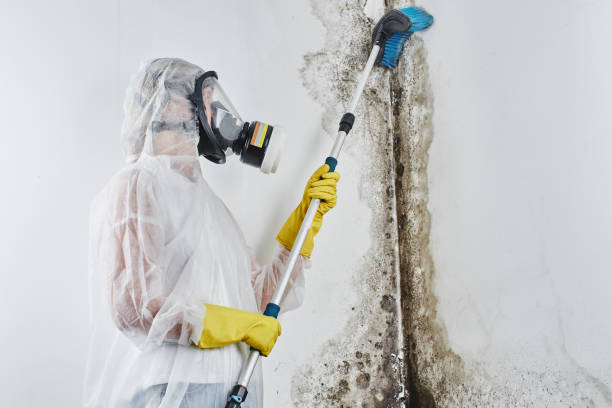 Best Same-Day Mold Removal  in Tyro, NC
