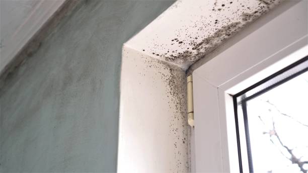 Best Mold Testing  in Tyro, NC