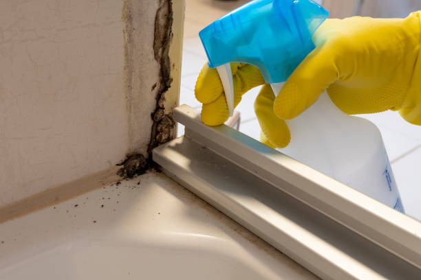 Best Home Mold Removal  in Tyro, NC