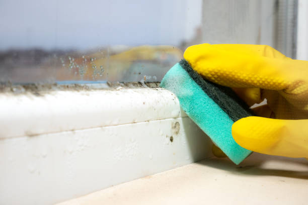  Tyro, NC Mold Removal Pros