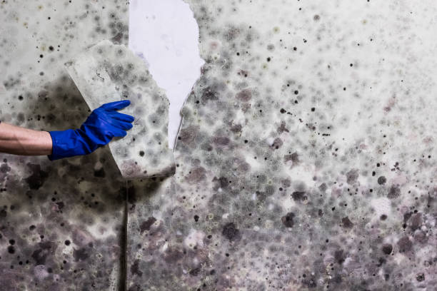 Best Affordable Mold Removal  in Tyro, NC