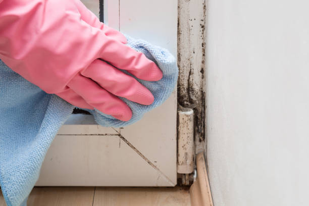 Best Water Damage Restoration  in Tyro, NC