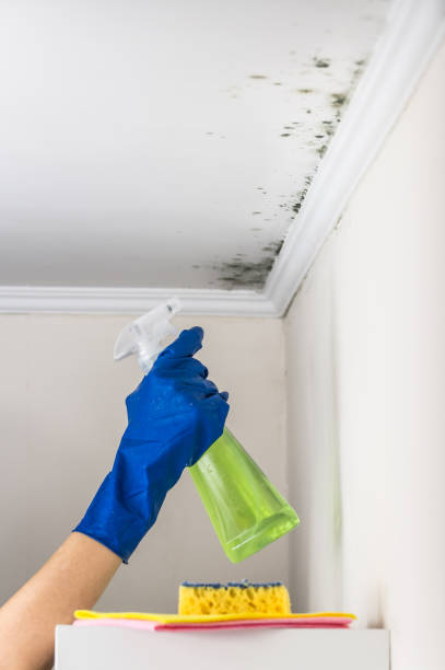 Best Mold Cleaning Services  in Tyro, NC