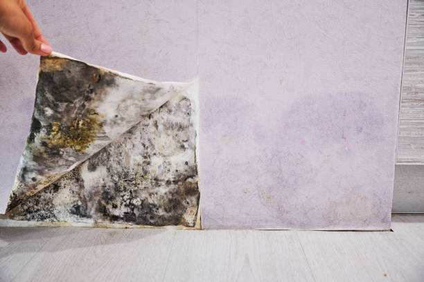 Home Mold Removal in Tyro, NC